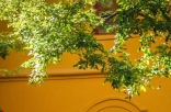 鲜花10块一把 中国最浪漫城市非她莫属